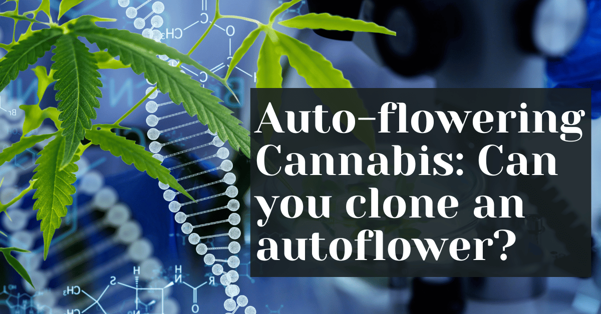 Autoflowering Cannabis Can you clone an autoflower? New Age