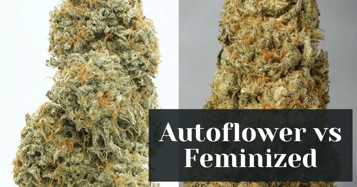 Autoflower Vs Feminized New Age Genetics