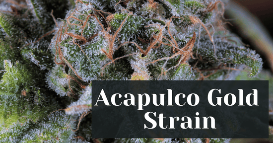 Acapulco Gold Strain