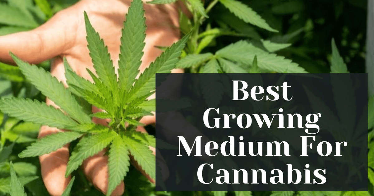 Best Growing Medium For Cannabis – New Age Genetics