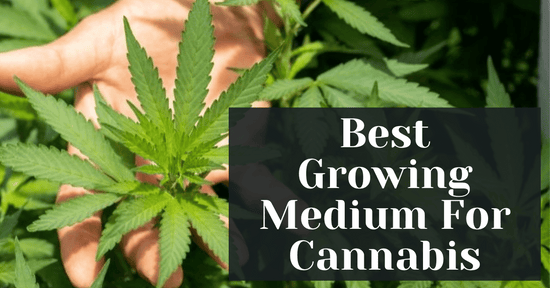 Best Growing Medium For Cannabis