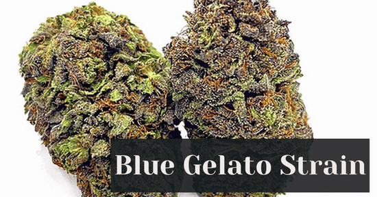 Blue Gelato Strain