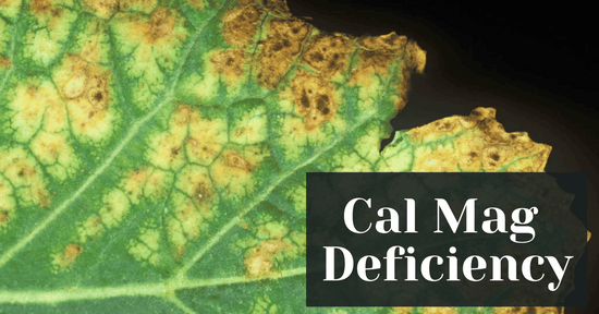 Cal Mag Deficiency