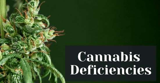 Cannabis Deficiencies