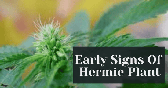 Early Signs Of Hermie Plant