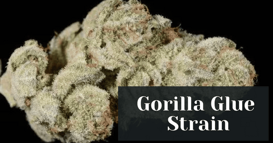 Gorilla Glue Strain