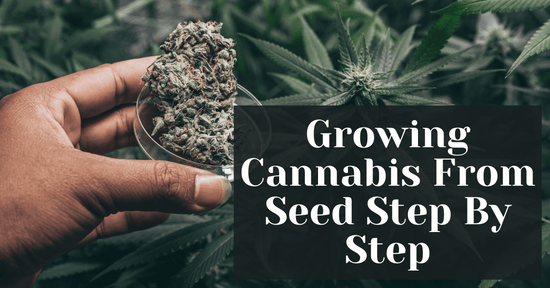 Growing Cannabis From Seed Step By Step