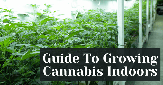 Guide To Growing Cannabis Indoors