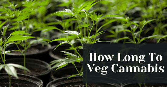 How Long To Veg Cannabis