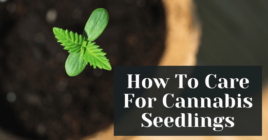 How To Care For Cannabis Seedlings