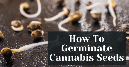 How To Germinate Cannabis Seeds