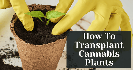 How To Transplant Cannabis Plants