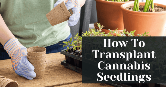 How To Transplant Cannabis Seedlings