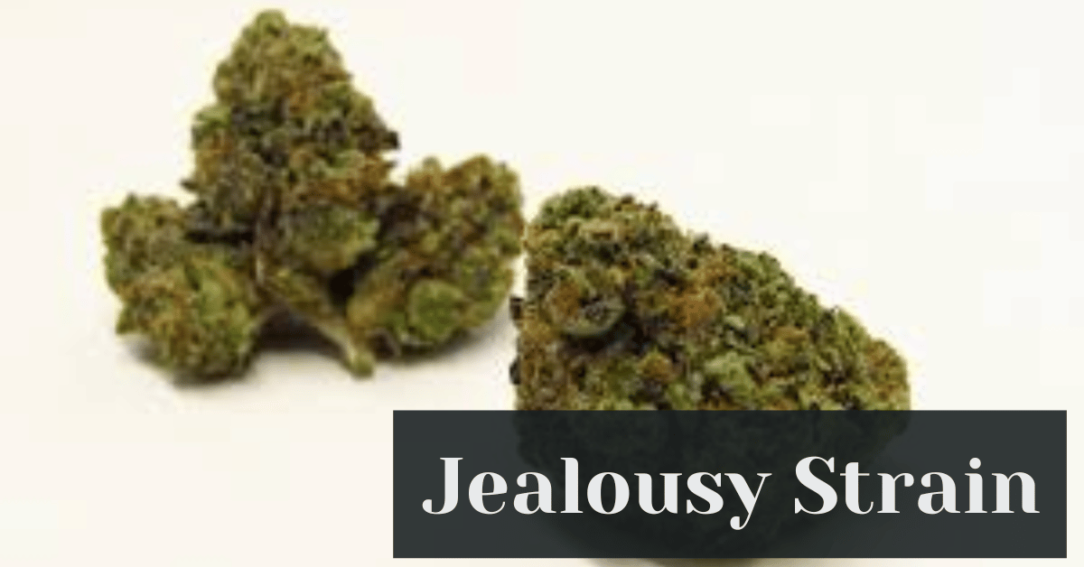 Jealousy Strain – New Age Genetics