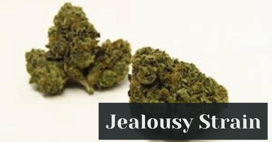 Jealousy Strain