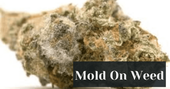 Mold On Weed