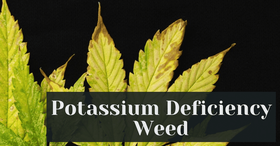 Potassium Deficiency Weed