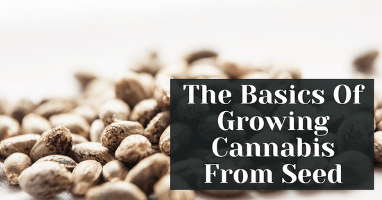 The Basics Of Growing Cannabis From Seed