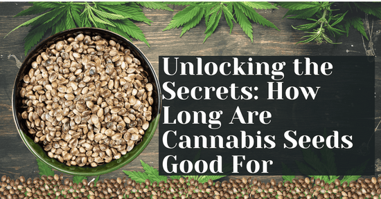 Unlocking the Secrets: How Long Are Cannabis Seeds Good For