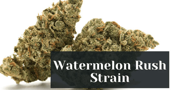 Watermelon Rush Strain