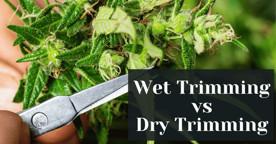 Wet Trimming vs Dry Trimming