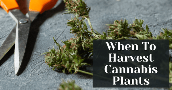 When To Harvest Cannabis Plants