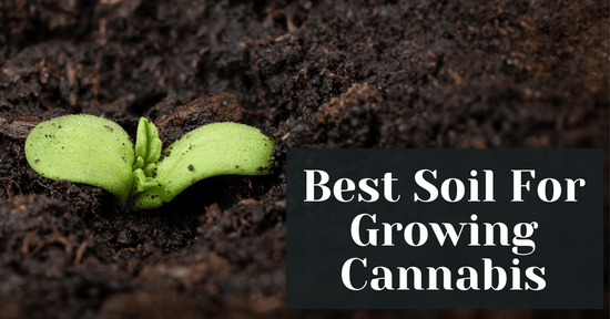 Best Soil For Growing Cannabis