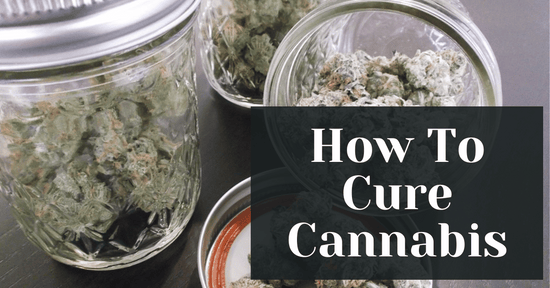 How To Cure Cannabis