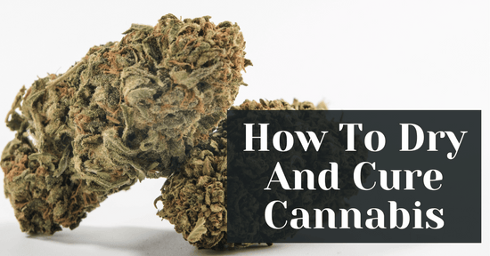 How To Dry And Cure Cannabis