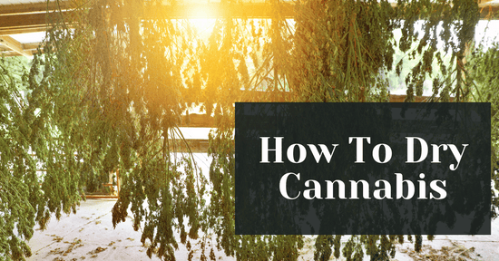 How To Dry Cannabis