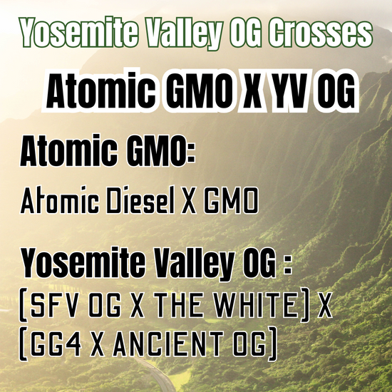 Atomic GMO X Yosemite Valley OG