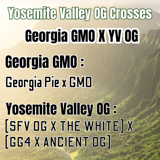 Georgia GMO X Yosemite Valley OG